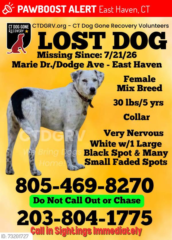 Lost Female Dog last seen Bradley st and Laurel St near close to highway over pass, East Haven, CT 06512