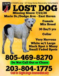 Lost Female Dog last seen Bradley st and Laurel St near close to highway over pass, East Haven, CT 06512