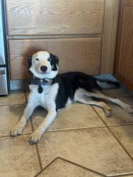 Reunited Male Dog last seen Racetrack and Essex, Henderson, NV 89015