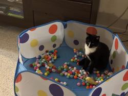 Reunited Male Cat last seen idk, Bradenton, FL 34210