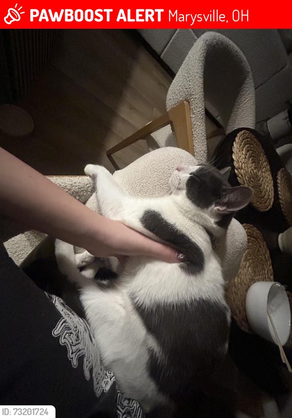 Lost Female Cat last seen Near the Bunsold Middle School in the new complex, Marysville, OH 43040