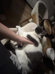 Lost Female Cat last seen Near the Bunsold Middle School in the new complex, Marysville, OH 43040