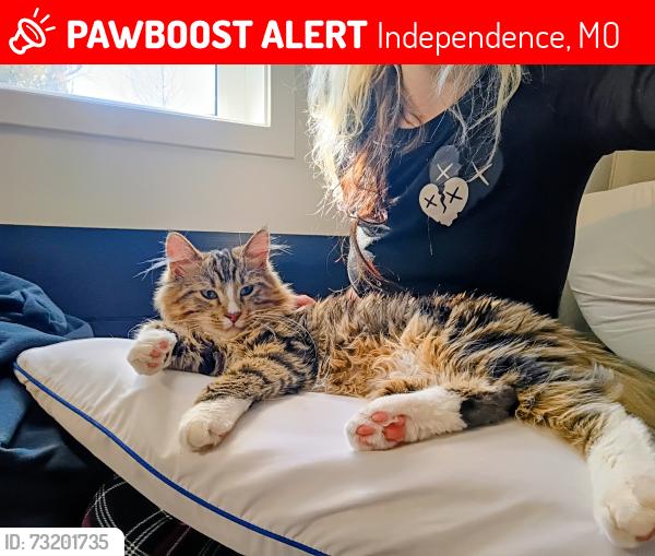 Lost Male Cat last seen Near hwy, Independence, MO 64050