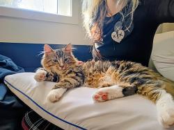 Lost Male Cat last seen Near hwy, Independence, MO 64050