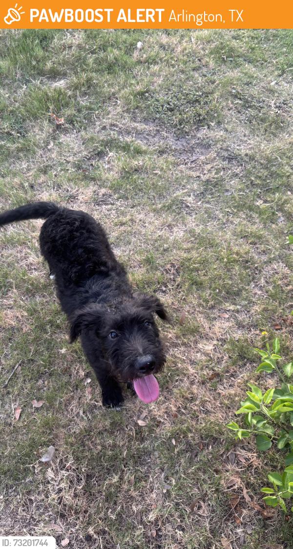 Found/Stray Unknown Dog last seen Duck pond, Arlington, TX 76015