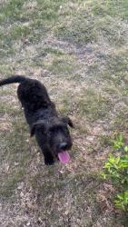 Found/Stray Unknown Dog last seen Duck pond, Arlington, TX 76015