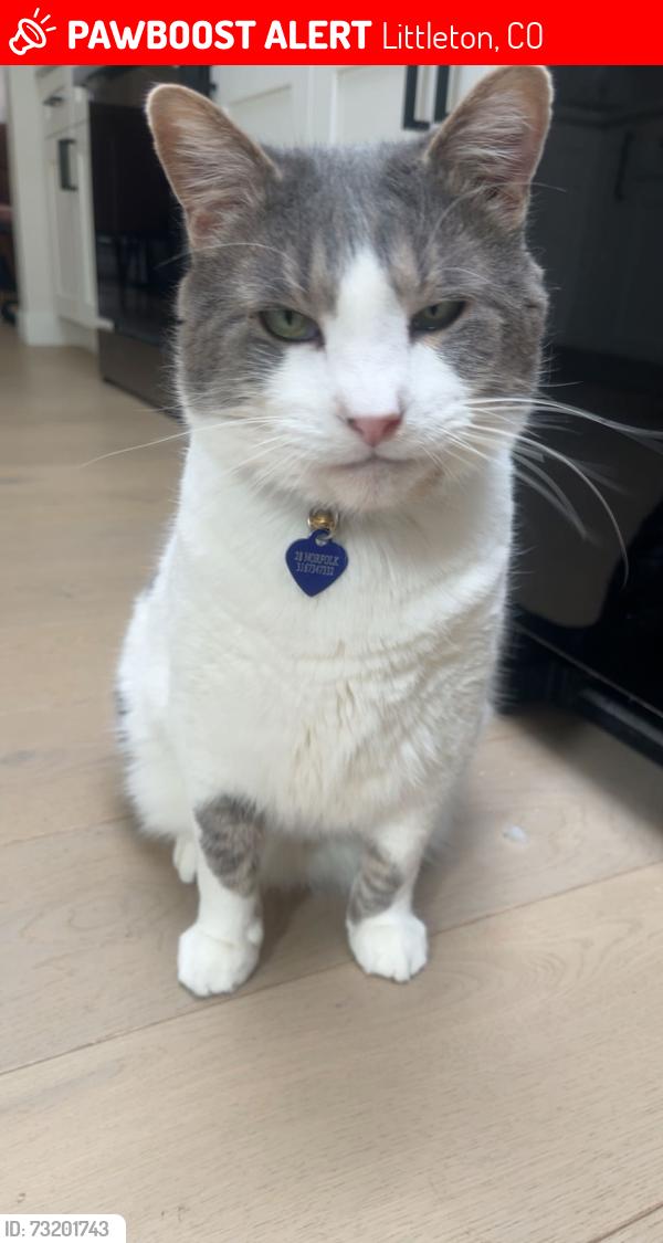 Lost Male Cat last seen Near Salem ct, Littleton, CO 80130