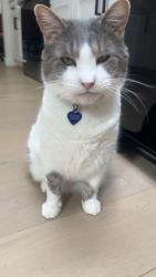 Lost Male Cat last seen Near Salem ct, Littleton, CO 80130