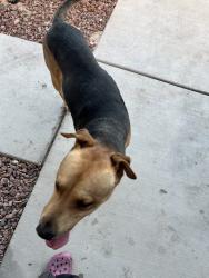 Reunited Male Dog last seen Near Magic Oak St, North Las Vegas, NV 89031, USA, North Las Vegas, NV 89031