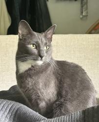 Lost Female Cat last seen Nautilus Street, San Diego, CA 92037