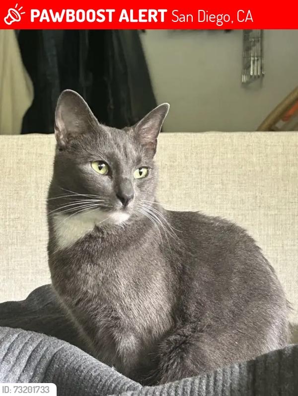 Lost Female Cat last seen Nautilus Street, San Diego, CA 92037