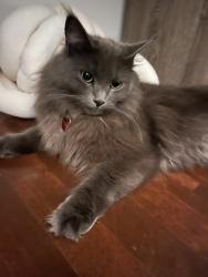 Lost Female Cat last seen Golf sainte rose, Laval, QC H7P 3M3