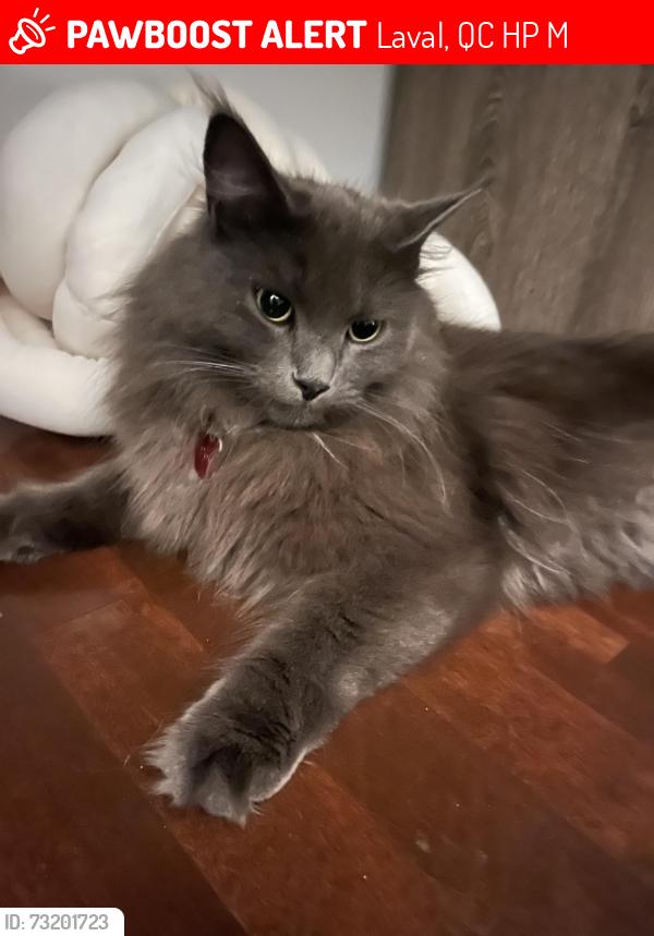 Lost Female Cat last seen Golf sainte rose, Laval, QC H7P 3M3