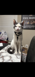 Lost Male Cat last seen San Felipe and bering, Houston, TX 77057
