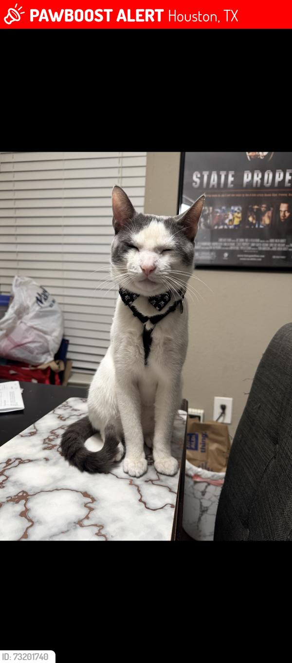 Lost Male Cat last seen San Felipe and bering, Houston, TX 77057