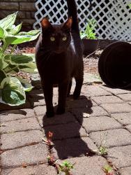Lost Male Cat last seen Jackson Hills neighborhood Happy Valley OR, Happy Valley, OR 97086