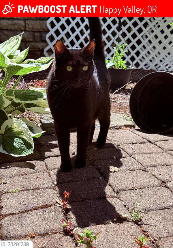 Lost Male Cat last seen Jackson Hills neighborhood Happy Valley OR, Happy Valley, OR 97086
