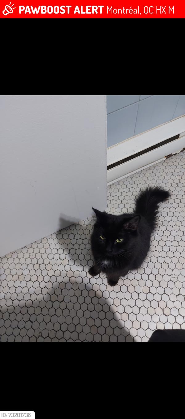 Lost Female Cat last seen Entre laurier et st Joseph, Montréal, QC H1X 2M7
