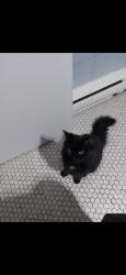 Lost Female Cat last seen Entre laurier et st Joseph, Montréal, QC H1X 2M7
