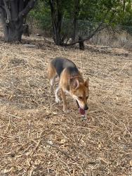 Reunited Male Dog last seen Oxnard St. & Nevada Ave, Los Angeles, CA 91367