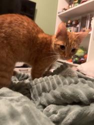 Found/Stray Unknown Cat last seen Fruit Cove Middle School, Fruit Cove, FL 32259