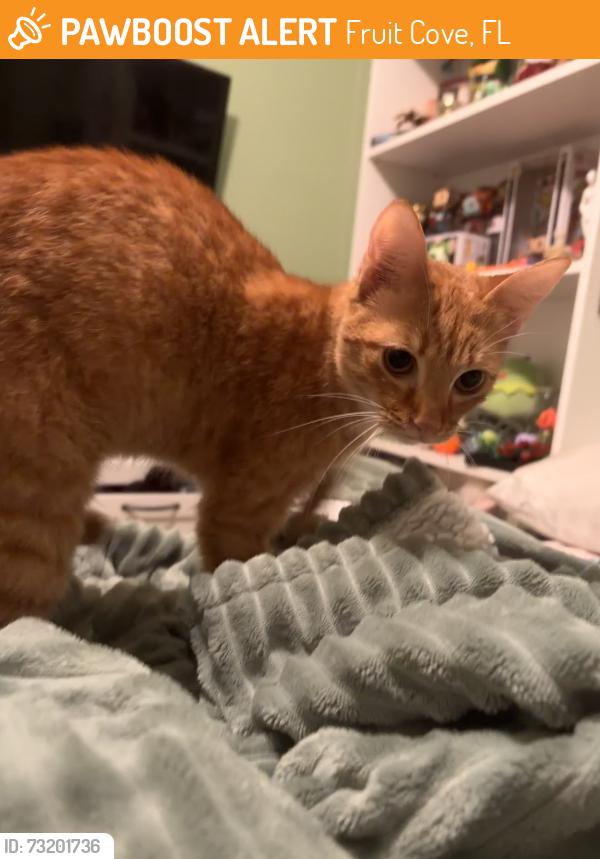 Found/Stray Unknown Cat last seen Fruit Cove Middle School, Fruit Cove, FL 32259