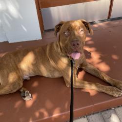 Shelter Stray Male Dog last seen , 361 S Raymond Ave, Pasadena, CA 91105, USA