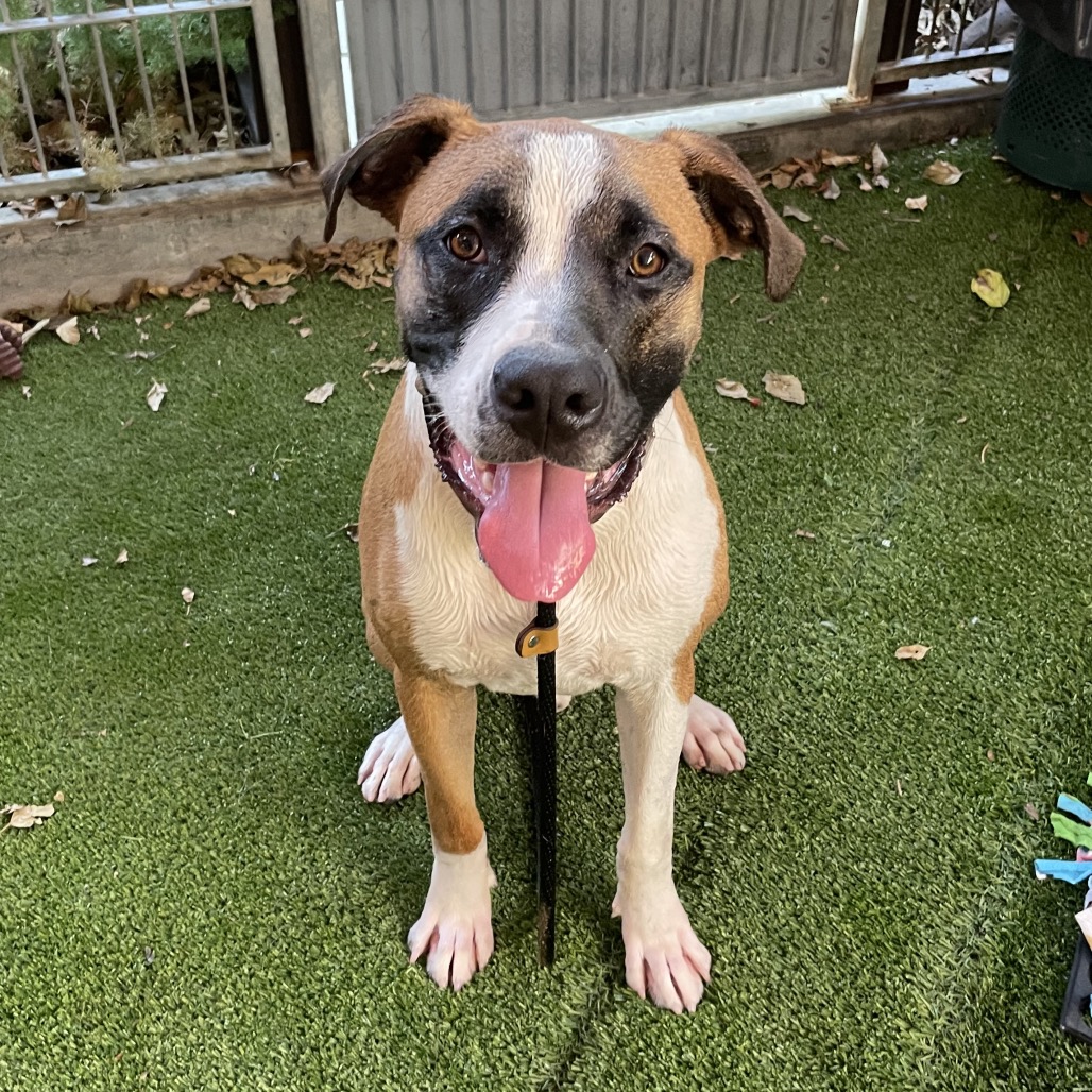 Shelter Stray Male Dog last seen , 361 S Raymond Ave, Pasadena, CA 91105, USA