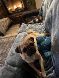 Lost Female Dog last seen s Ormond st and Columbus near vista, Boise, ID 83705