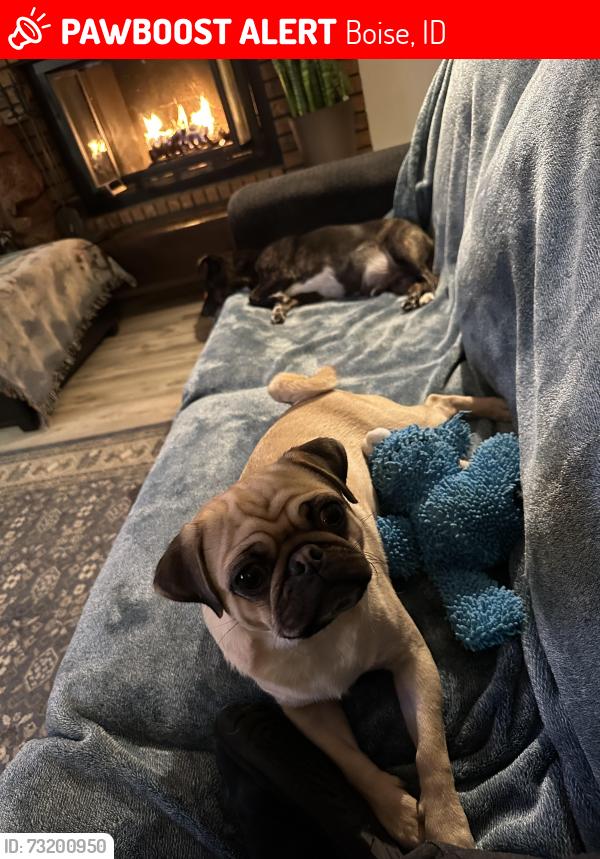 Lost Female Dog last seen s Ormond st and Columbus near vista, Boise, ID 83705