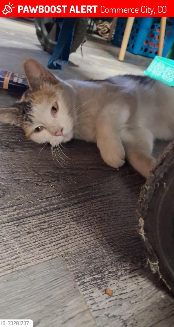 Lost Female Cat last seen Quebec & 82nd, Commerce City, CO 80022