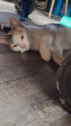 Lost Female Cat last seen Quebec & 82nd, Commerce City, CO 80022