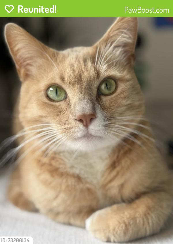 Reunited Male Cat last seen Jewell & Oliver, San Diego, CA 92109