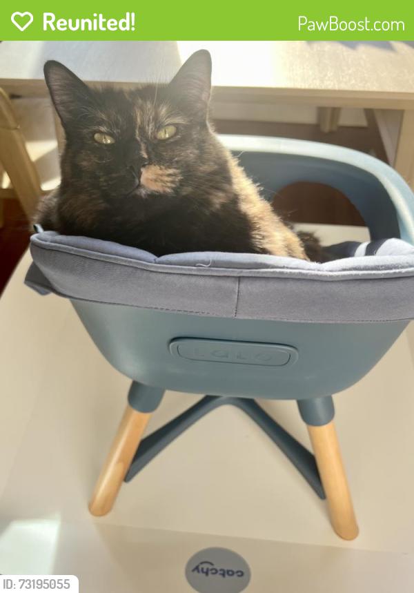Reunited Female Cat last seen Benson, Vallejo, CA 94590