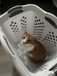 Reunited Male Cat last seen Rustington Dr, Spring Creek Forest, TX 77379, USA, Spring Creek Forest, TX 77379
