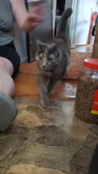 Reunited Female Cat last seen Jamieson and Hampton, St. Louis, MO 63109