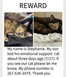 Lost Female Cat last seen Frankford and Magee, Philadelphia, PA 19149