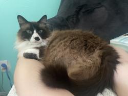 Lost Male Cat last seen West of Memorial Hills near Hardy Toll Road, Houston, TX 77073