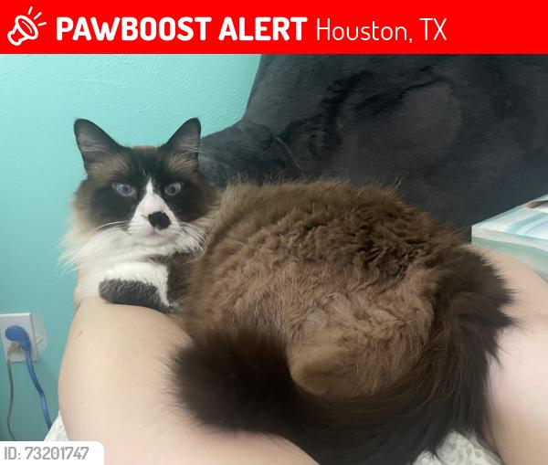 Lost Male Cat last seen West of Memorial Hills near Hardy Toll Road, Houston, TX 77073