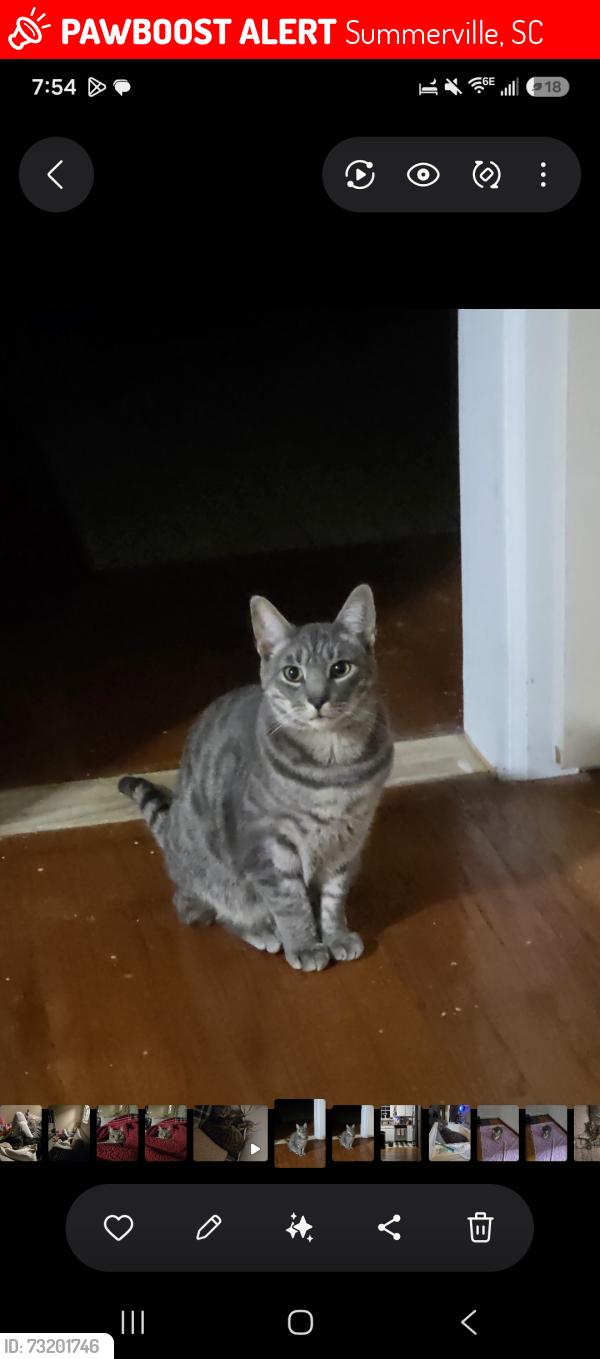 Lost Male Cat last seen Felder Creek Neighborhood, Summerville, SC 29486