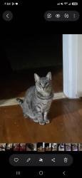 Lost Male Cat last seen Felder Creek Neighborhood, Summerville, SC 29486