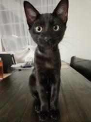 Reunited Male Cat last seen Near bridgewood dr, La Palma, CA 90623