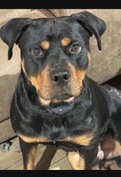 Reunited Male Dog last seen Nimmons Bridge and Shallow Ford, Salem, SC 29676