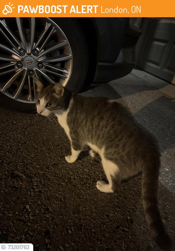 Found/Stray Male Cat last seen Commissioners and oxford, London, ON 