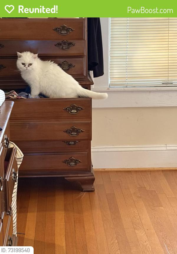 Reunited Female Cat last seen Hillcrest and High street, Burlington, NC 27215