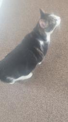 Found/Stray Unknown Cat last seen Fairview/Milwaukee, Boise, ID 83704