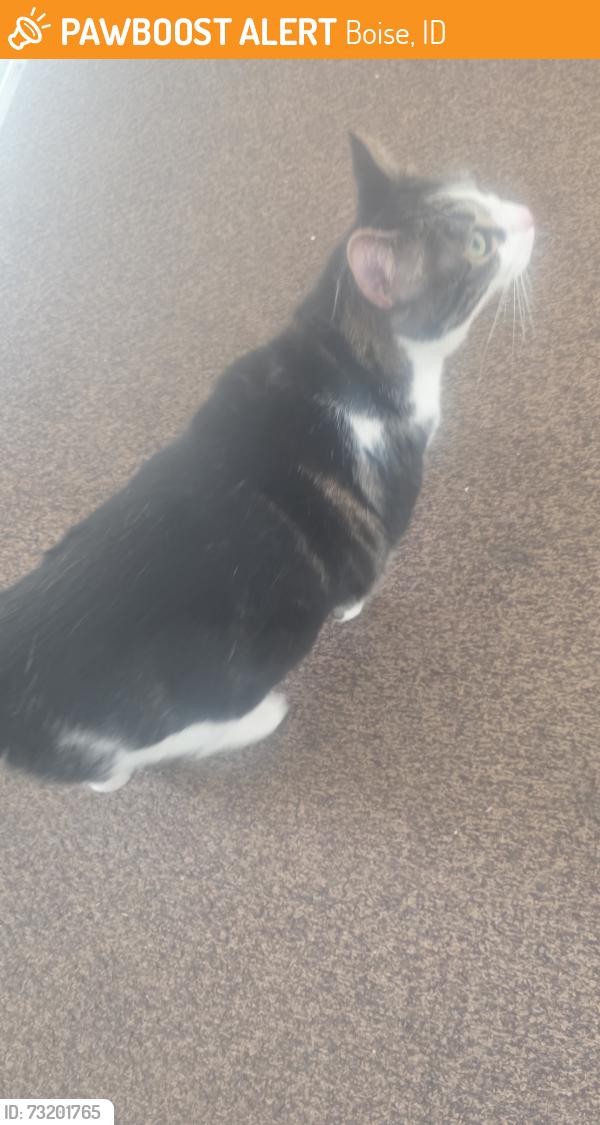 Found/Stray Unknown Cat last seen Fairview/Milwaukee, Boise, ID 83704