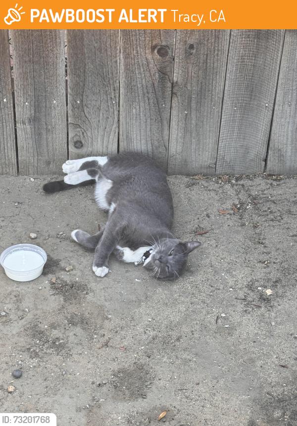 Found/Stray Unknown Cat last seen Park near, Tracy, CA 95377