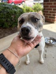 Found/Stray Female Dog last seen Lionsgate Athletic Club, Clayton, NC 27520