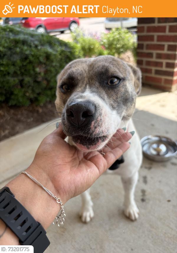 Found/Stray Female Dog last seen Lionsgate Athletic Club, Clayton, NC 27520